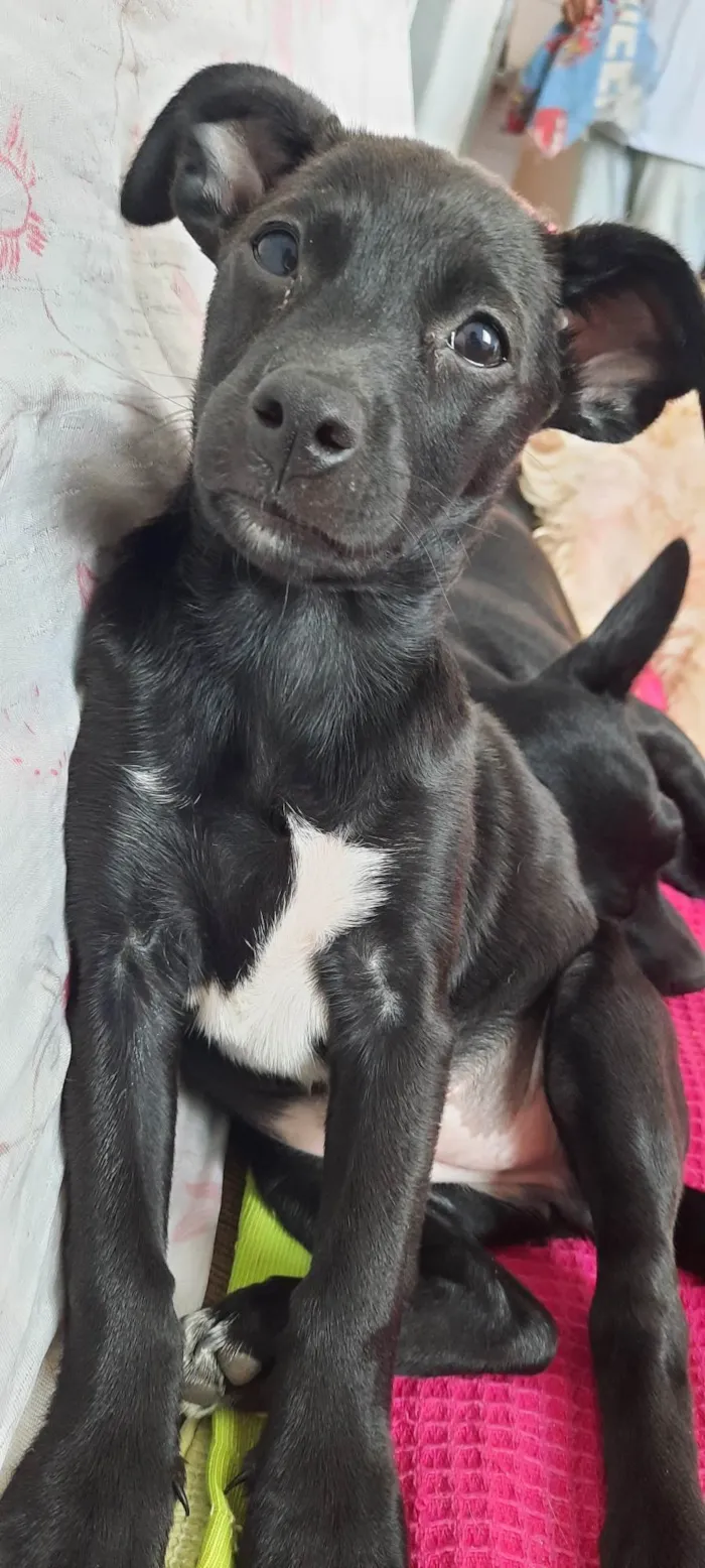 Cachorro raça SRD-ViraLata idade Abaixo de 2 meses nome Bbs 