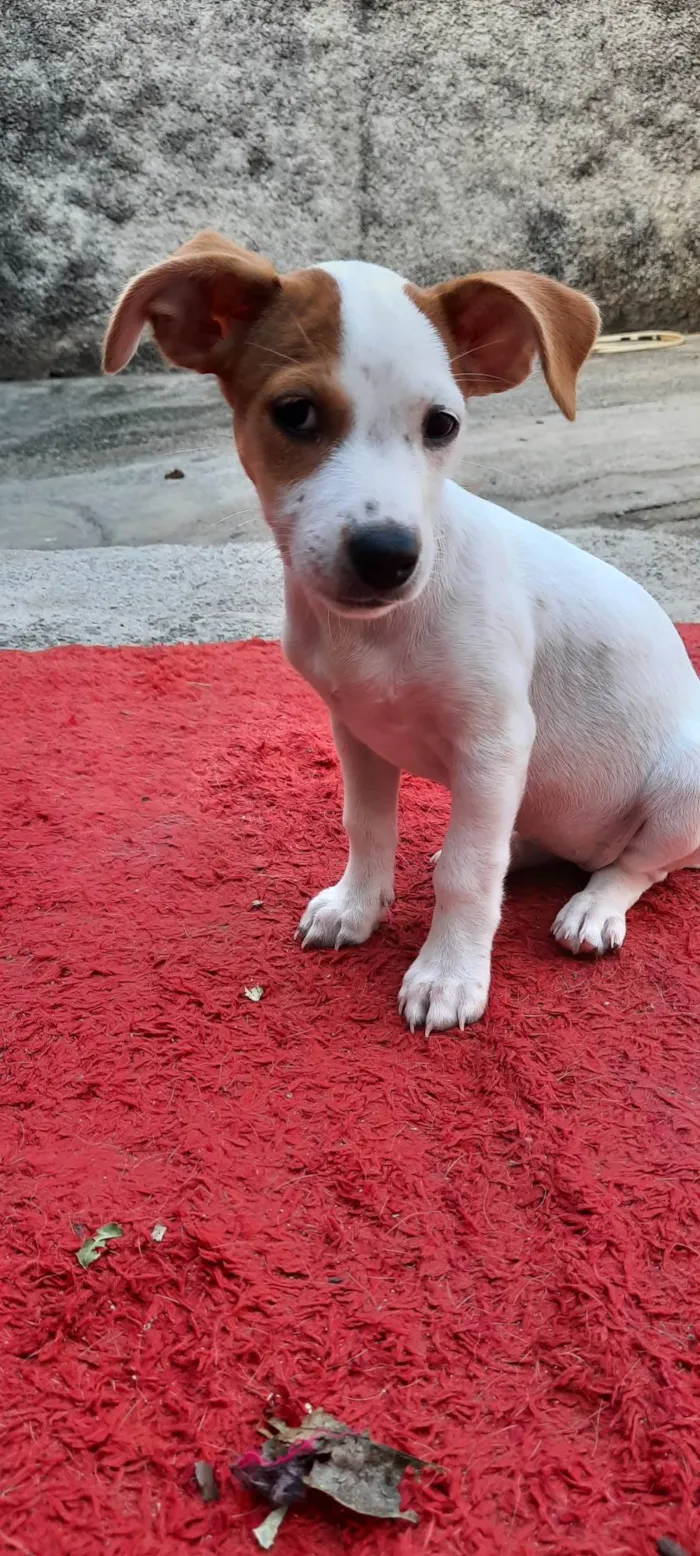 Cachorro raça SRD-ViraLata idade Abaixo de 2 meses nome Bbs 