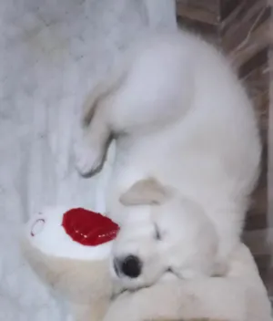 Cachorro raça Não sei  idade 2 a 6 meses nome Floquinho