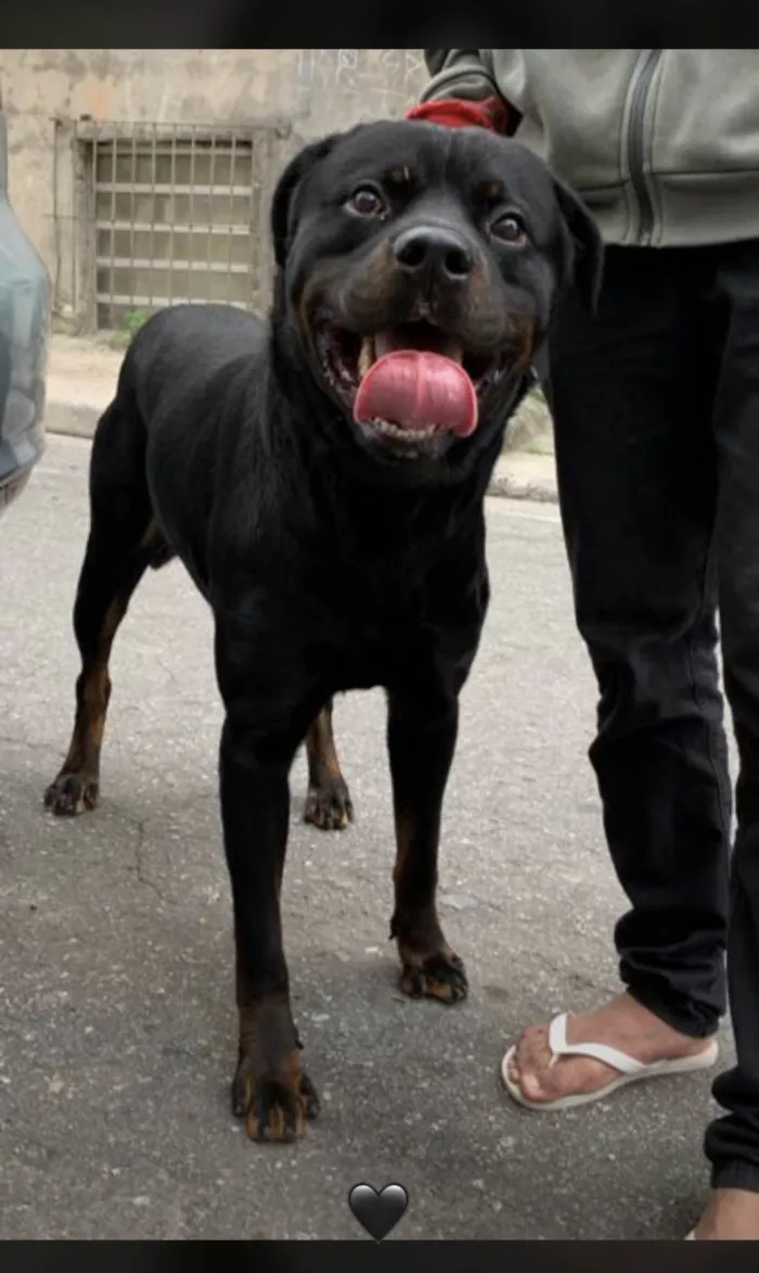 Cachorro ra a Rottweiler idade 2 anos nome Tico