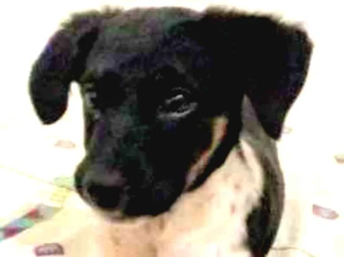 Cachorro raça SRD idade 2 a 6 meses nome KELLY