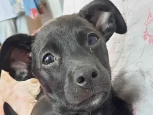 Cachorro raça SRD-ViraLata idade Abaixo de 2 meses nome Bbs 