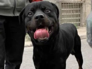 Cachorro raça Rottweiler idade 2 anos nome Tico