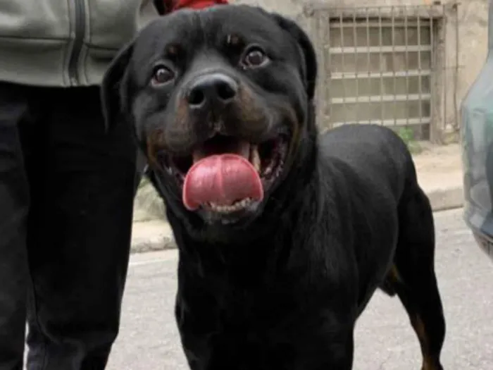 Cachorro ra a Rottweiler idade 2 anos nome Tico