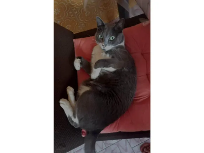 Gato ra a SRD-ViraLata idade 7 a 11 meses nome Nazaré 