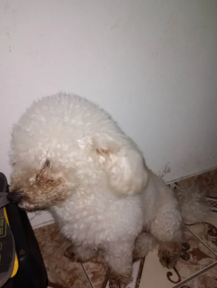 Cachorro ra a Poodle idade 4 anos nome Floquinho 