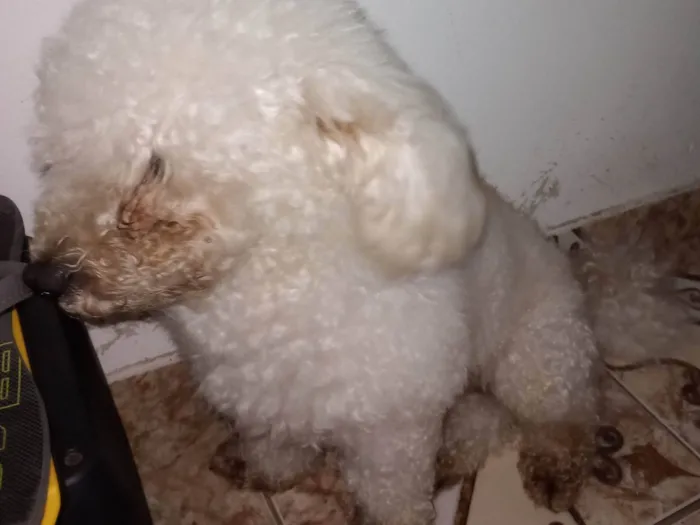 Cachorro ra a Poodle idade 4 anos nome Floquinho 