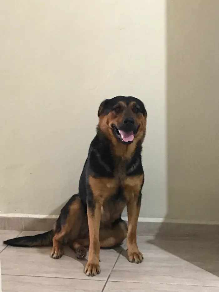Cachorro ra a SRD-ViraLata idade 1 ano nome Julie