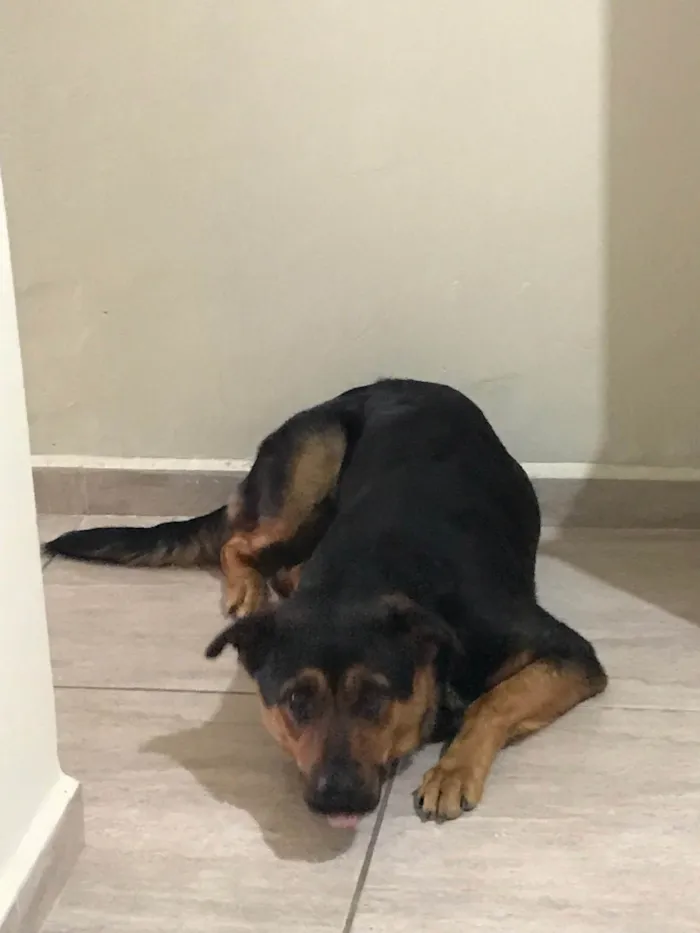 Cachorro ra a SRD-ViraLata idade 1 ano nome Julie