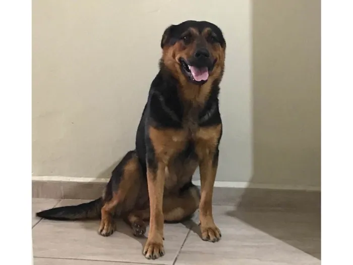 Cachorro ra a SRD-ViraLata idade 1 ano nome Julie