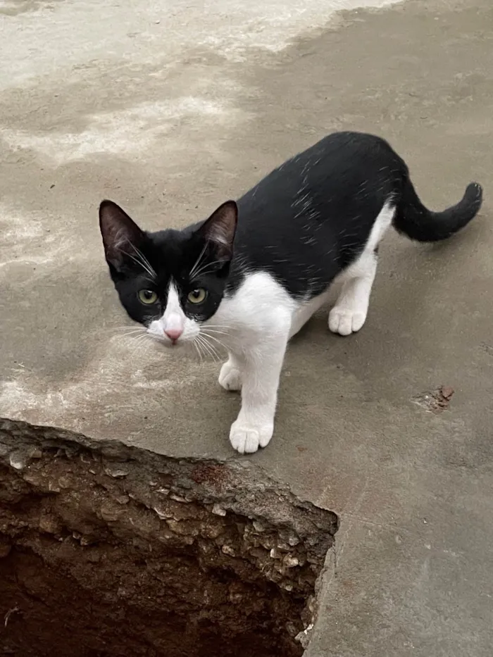 Gato ra a SRD-ViraLata idade 2 a 6 meses nome Florzinha 