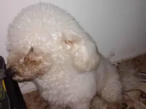 Cachorro raça Poodle idade 4 anos nome Floquinho 