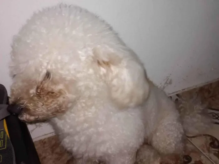 Cachorro ra a Poodle idade 4 anos nome Floquinho 