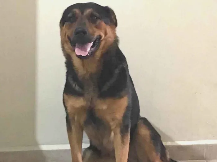 Cachorro ra a SRD-ViraLata idade 1 ano nome Julie