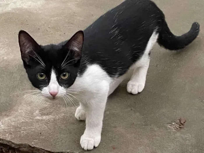 Gato ra a SRD-ViraLata idade 2 a 6 meses nome Florzinha 