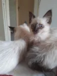 Pipi