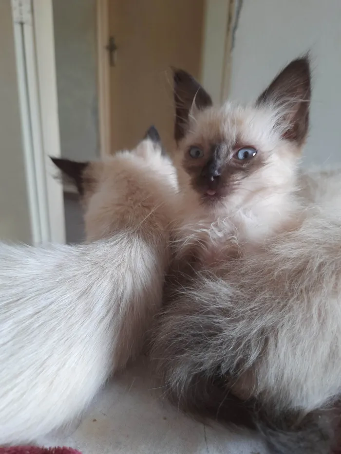 Gato ra a Sialata idade 2 a 6 meses nome Pipi