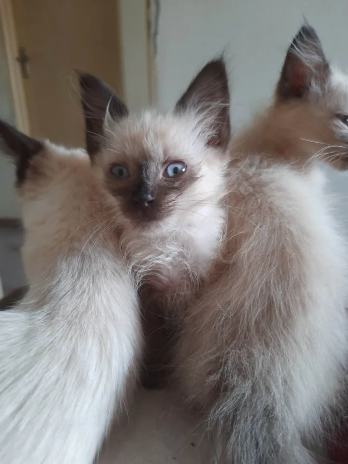 Gato ra a Sialata idade 2 a 6 meses nome Pipi