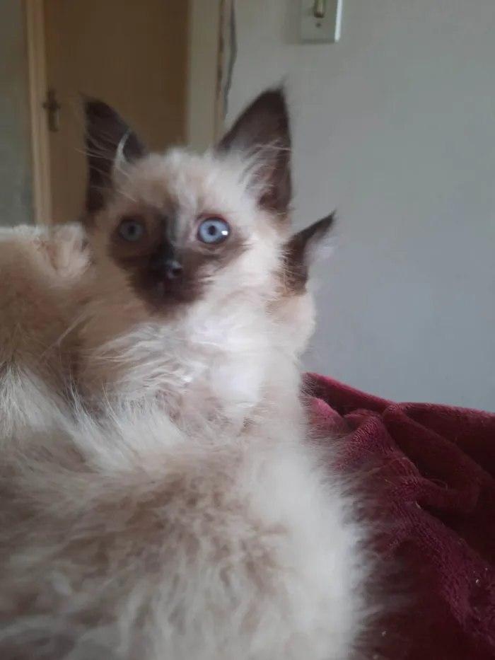 Gato ra a Sialata idade 2 a 6 meses nome Pipi