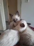 Pipi
