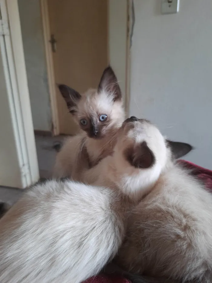Gato ra a Sialata idade 2 a 6 meses nome Pipi