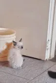 Pipi