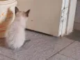 Pipi