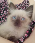 Pipi
