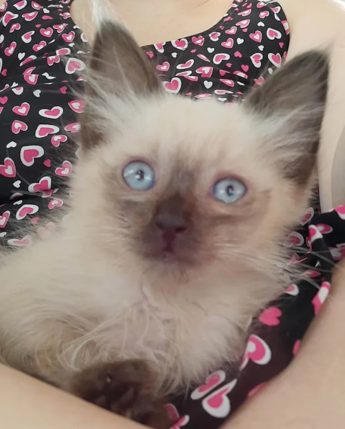 Gato ra a Sialata idade 2 a 6 meses nome Pipi