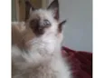 Pipi