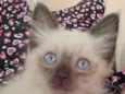 Pipi