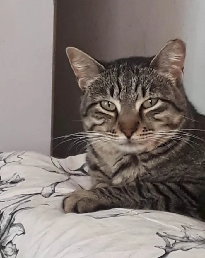 Gato raça SRD-ViraLata idade 1 ano nome Giorgio Armani 