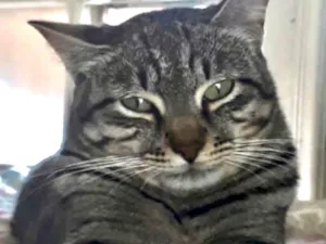Gato raça SRD-ViraLata idade 1 ano nome Giorgio Armani 
