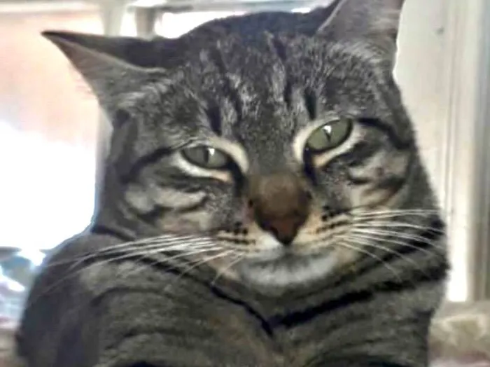 Gato raça SRD-ViraLata idade 1 ano nome Giorgio Armani 