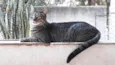 Gato raça SRD-ViraLata idade 1 ano nome Gucci lindo 