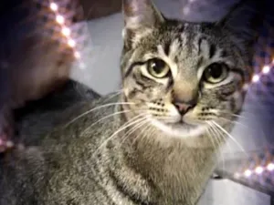 Gato raça SRD-ViraLata idade 1 ano nome Gucci lindo 