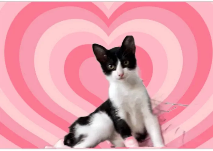 Gato raça SRD-ViraLata idade 7 a 11 meses nome Rabinho 7 meses 