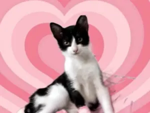 Gato raça SRD-ViraLata idade 7 a 11 meses nome Rabinho 7 meses 