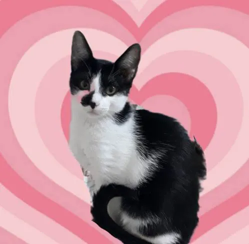 Gato raça SRD-ViraLata idade 1 ano nome Luke 1aninho lindo demais 