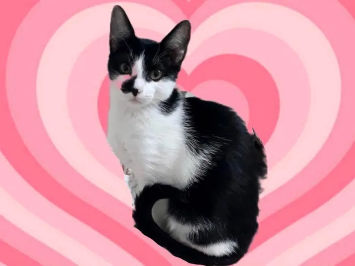 Gato raça SRD-ViraLata idade 1 ano nome Luke 1aninho lindo demais 