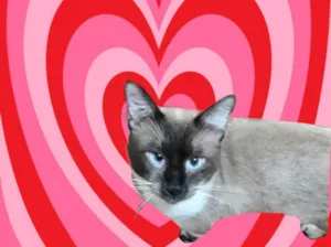 Gato raça Siames com srd  idade 7 a 11 meses nome Bebezinho 7meses 
