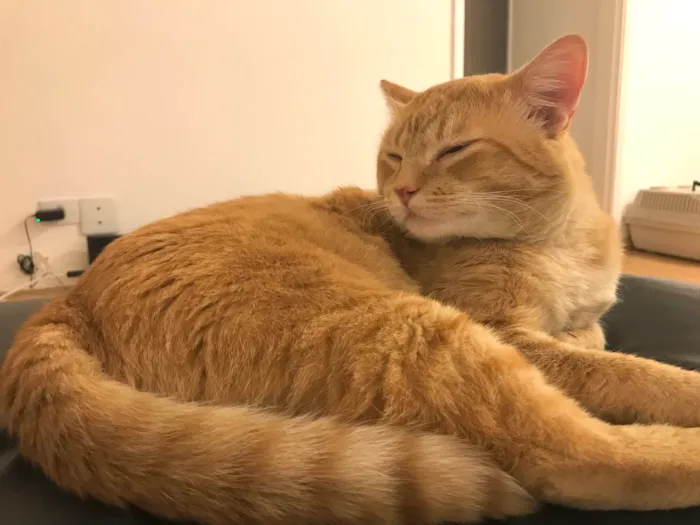 Gato raça Ruivinho SRD idade 1 ano nome Haru lindo e muito bonzinho 