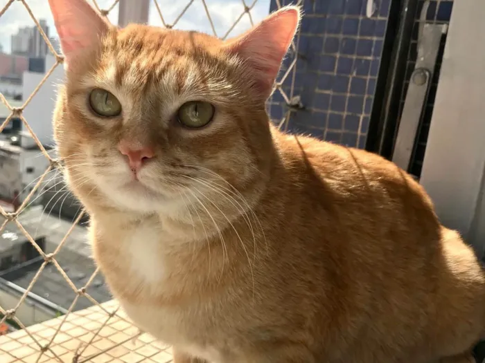 Gato raça Ruivinho SRD idade 1 ano nome Haru lindo e muito bonzinho 