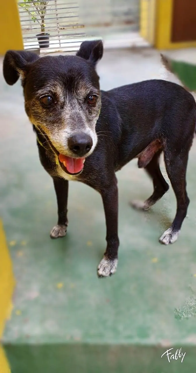 Cachorro raça SRD-ViraLata idade 6 ou mais anos nome PEPINO