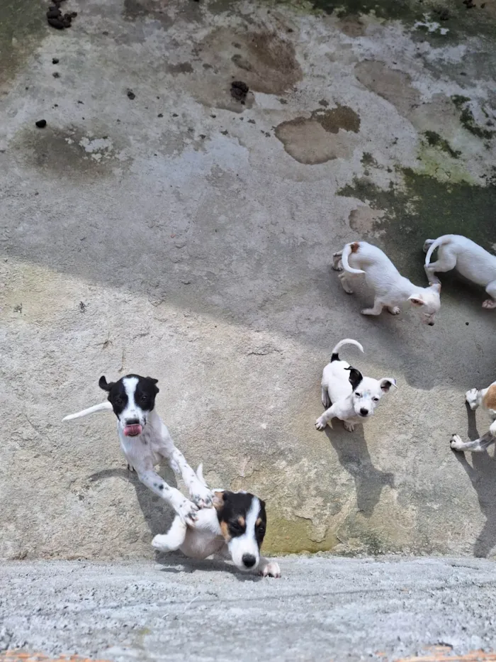 Cachorro raça Vira lata idade Abaixo de 2 meses nome Fred