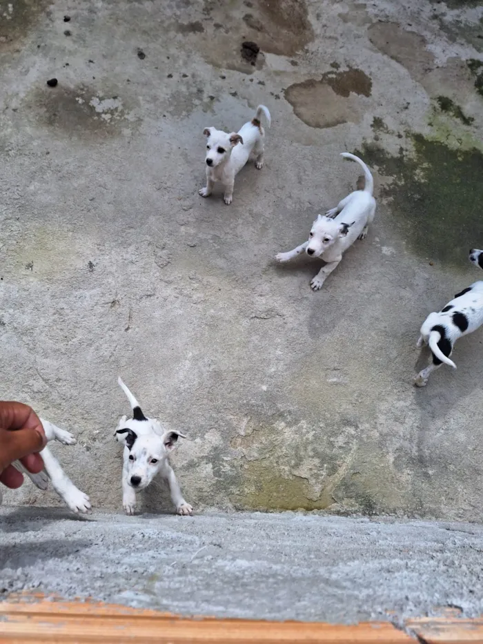 Cachorro raça Vira lata idade Abaixo de 2 meses nome Fred