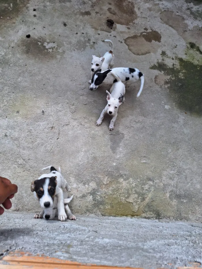Cachorro raça Vira lata idade Abaixo de 2 meses nome Fred