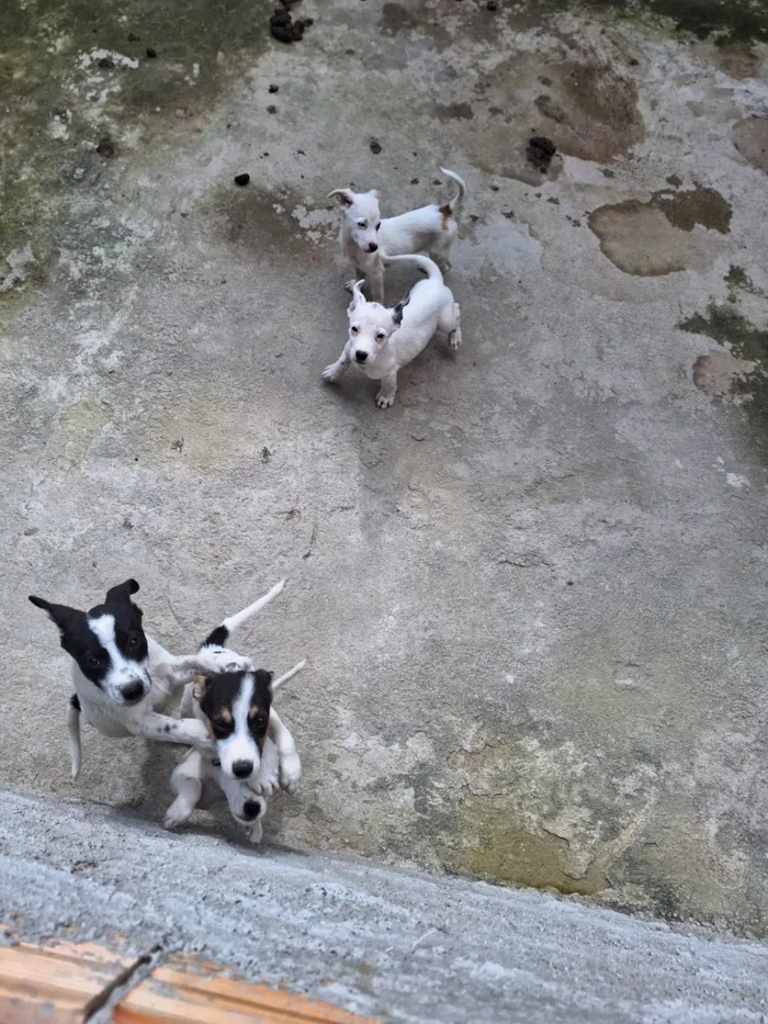 Cachorro raça Vira lata idade Abaixo de 2 meses nome Fred
