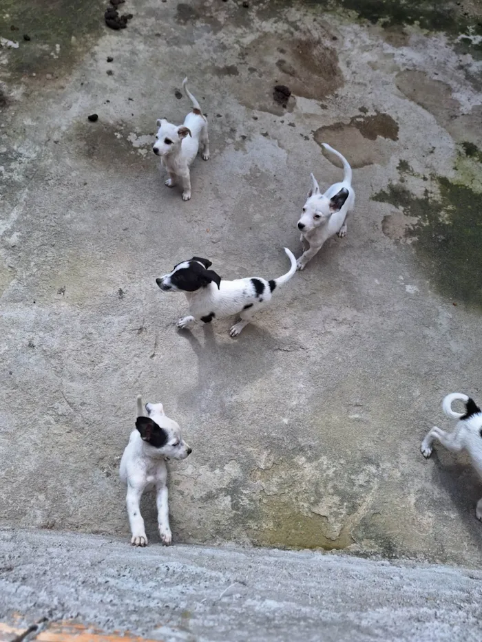 Cachorro raça Vira lata idade Abaixo de 2 meses nome Fred