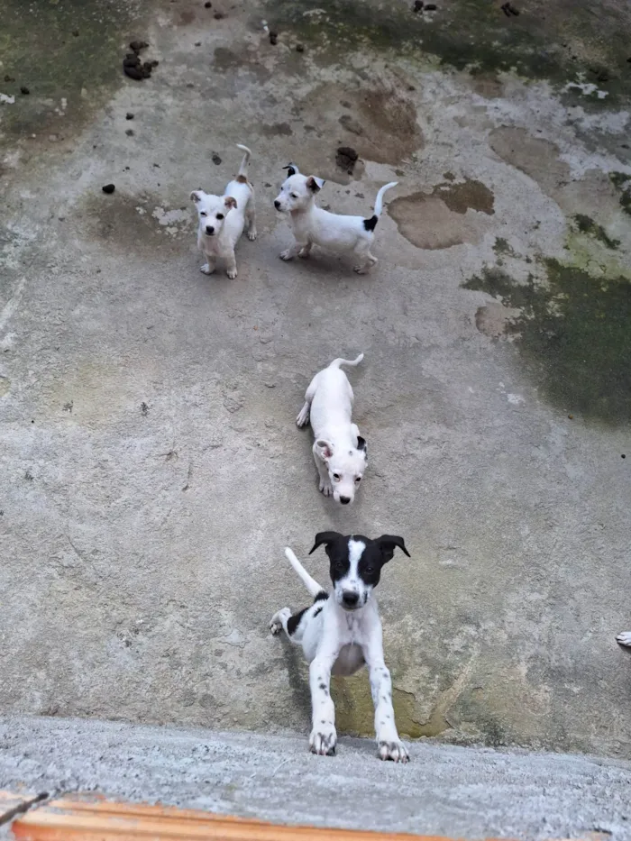 Cachorro raça Vira lata idade Abaixo de 2 meses nome Fred